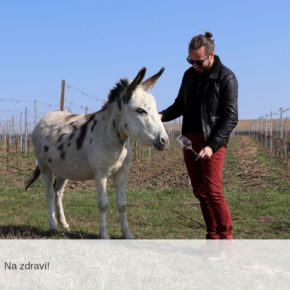 Jak chutná práce hodnotitele | Gourmet Jižní Morava