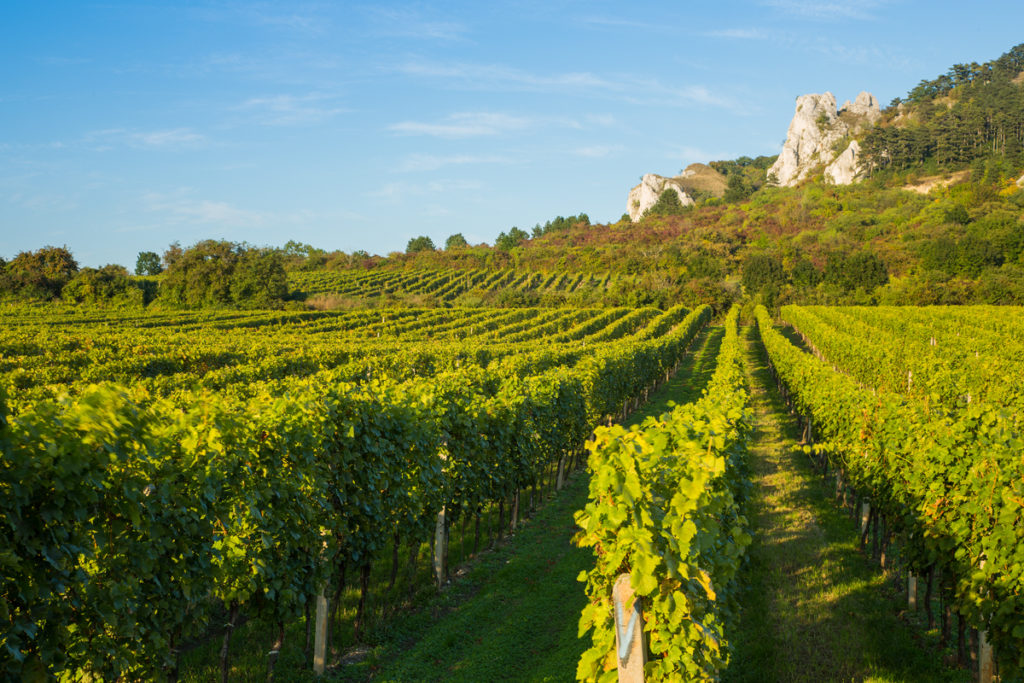 Gourmet Jižní Morava - víno a vinařství jižní Morava - Vinařství Volařík Mikulov