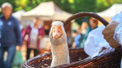 Náhledový obrázek příspěvku